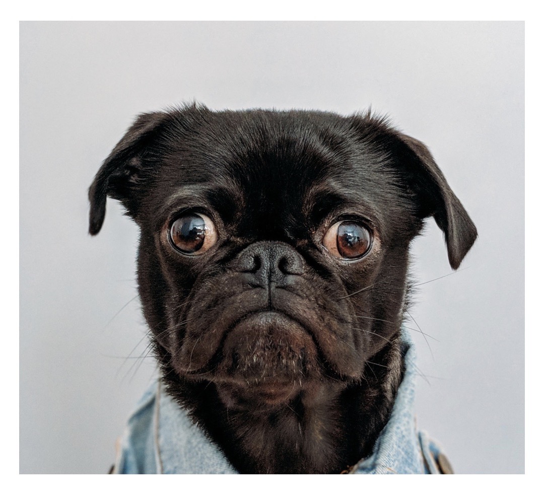Doggie Day LA