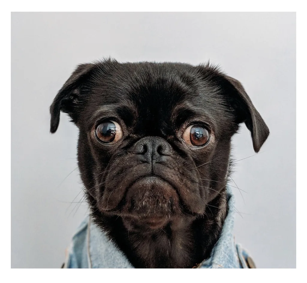Doggie Day LA