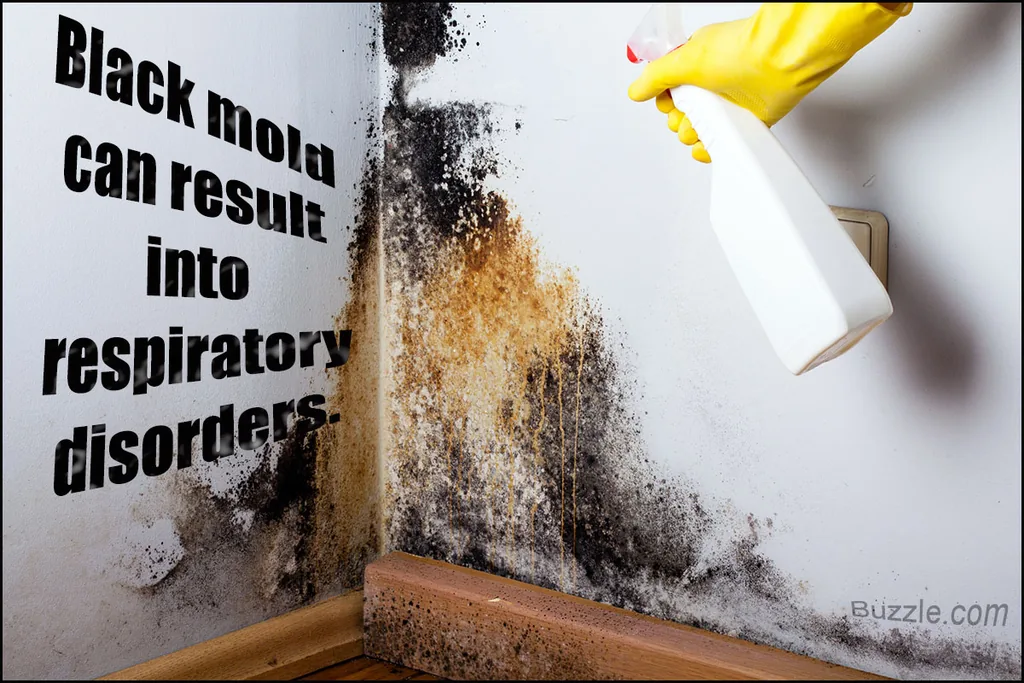 Do You Have Mold? If So Read Below!